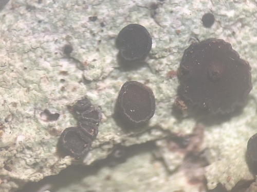 Bacidia suffusa, 2022-09-18
