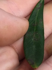 Venturia oleaginea