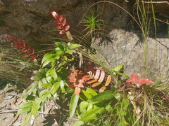 Blechnum wattsii