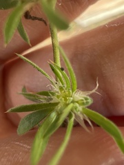 Caryophyllaceae