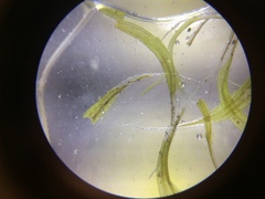 Racomitrium pruinosum