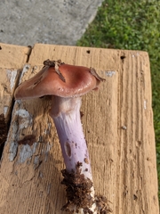 Thaxterogaster porphyropus