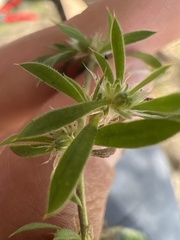 Caryophyllaceae