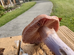 Thaxterogaster porphyropus