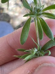 Caryophyllaceae