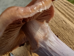 Thaxterogaster porphyropus