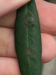 Venturia oleaginea