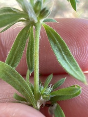 Caryophyllaceae