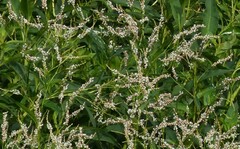 Persicaria hydropiperoides