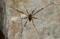 Oligolophinae
