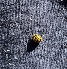 Harmonia conformis