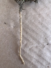 Caryophyllaceae