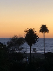 Phoenix canariensis