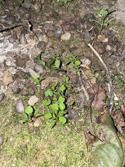 Cardamine occulta