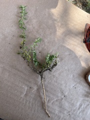 Caryophyllaceae