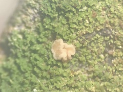 Bacidia phyllopsoropsis