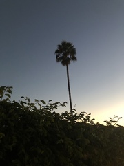 Washingtonia robusta