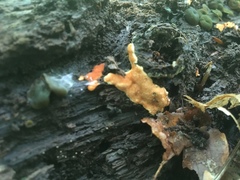 Hypomyces armeniacus