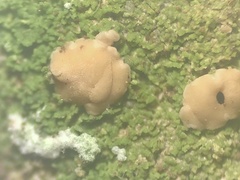 Bacidia phyllopsoropsis