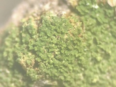 Bacidia phyllopsoropsis