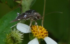 Desmia