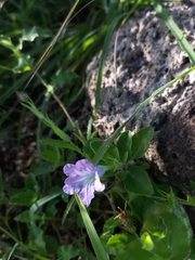 Ruellia patula