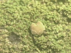 Bacidia phyllopsoropsis