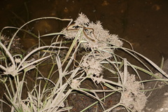 Thamnophis proximus rubrilineatus
