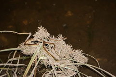 Thamnophis proximus rubrilineatus