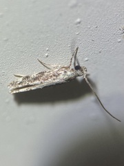 Coleotechnites florae