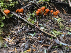 Hygrocybe miniata