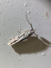 Coleotechnites florae