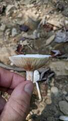 Lactarius subvernalis