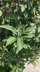 Gymnanthemum amygdalinum