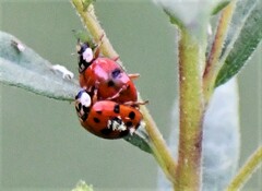 Hesperomyces harmoniae