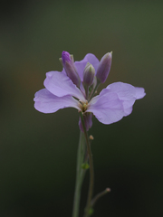Hesperidanthus linearifolius