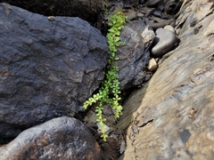 Galium trifidum