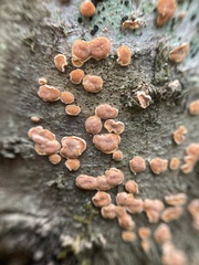 Aleurodiscus amorphus