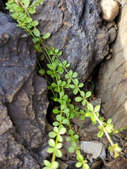 Galium trifidum