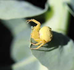 Zygometis xanthogaster