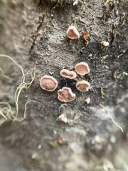 Aleurodiscus amorphus