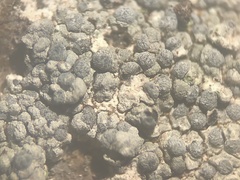 Diplotomma alboatrum