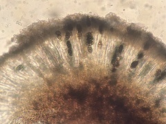 Diplotomma alboatrum