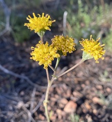 Hymenopappus filifolius