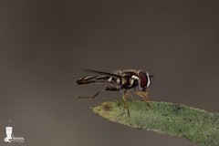 Allograpta piurana