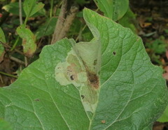 Calycomyza flavinotum