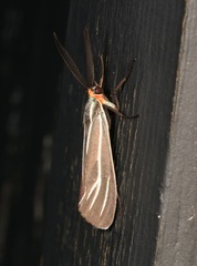 Ctenucha venosa