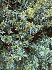 Hypericum densiflorum