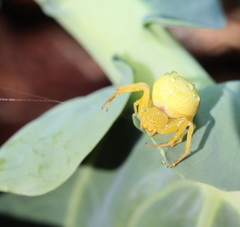 Zygometis xanthogaster