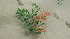 Rumex venosus
